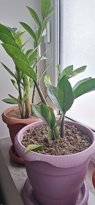 etirsah bitkisi: Zamioculcas zamiifolia (ZZ bitkisi) – otaq üçün dekorativ tropik — 2