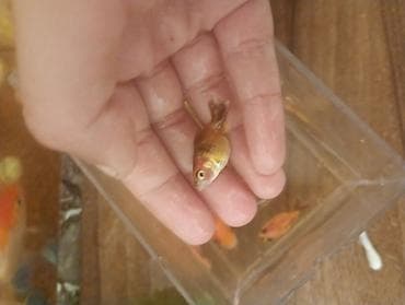 mermer baligi: Qızıl balıq, Sülhsevər — 4