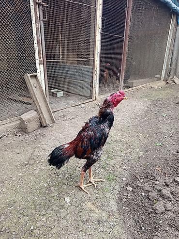 bildirçin yemi: Salam İyulun 27 çıxan çolpadı 100 manata cinsi tatarlardandı — 3