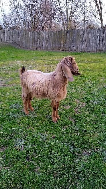 qax heyvan bazar: Salam heleb Teke helem 1 yaşi olmuyub — 2