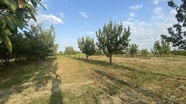 xacmazda findiq bagi satilir: 50 sot, Tikinti, Mülkiyyətçi, Bələdiyyə, Müqavilə, Kupça (Çıxarış) — 2
