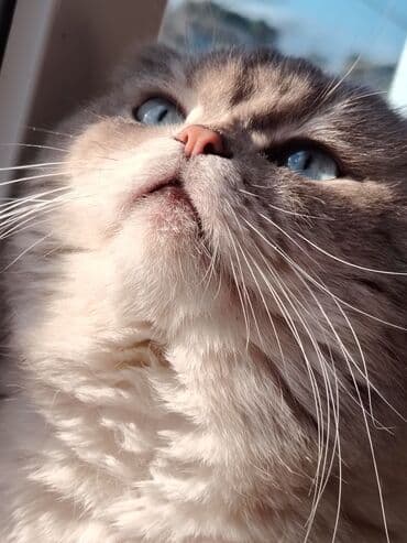 simental inekler satilir: Şotland yastı qulaq, Erkək, Yaxşı əllərə — 5