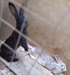 dovsanlar: Dovsanlar satilir — 14