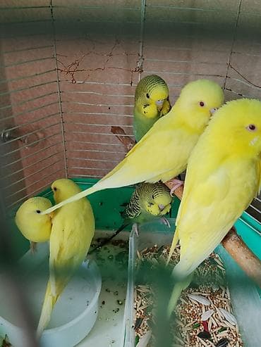 Tutuquşları: Dalmatin və lutino dalğalı tutuquşular (budgerigar) – qəfəsdə qrup — 1