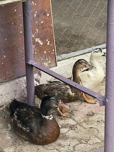3 ü birlikde 35 azn iki disi bir erkek - Növ: ev ördəyi (3 baş) -