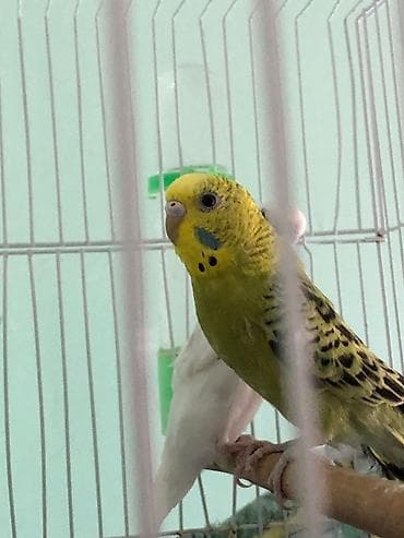 tap. az itler: Məhsul: Dalmatian papuqayları (2 ədəd) böyük quşlardır 11 aylıq ikisi — 2