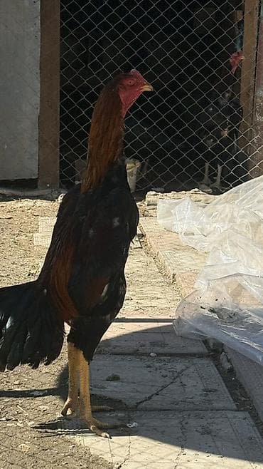 Dovşanlar: Heyratı beçesi satılır 8 aylıqdır cidi alıcılara etraflı melumat — 3