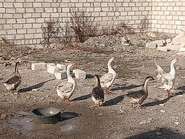 Erkek linda qazi satlır