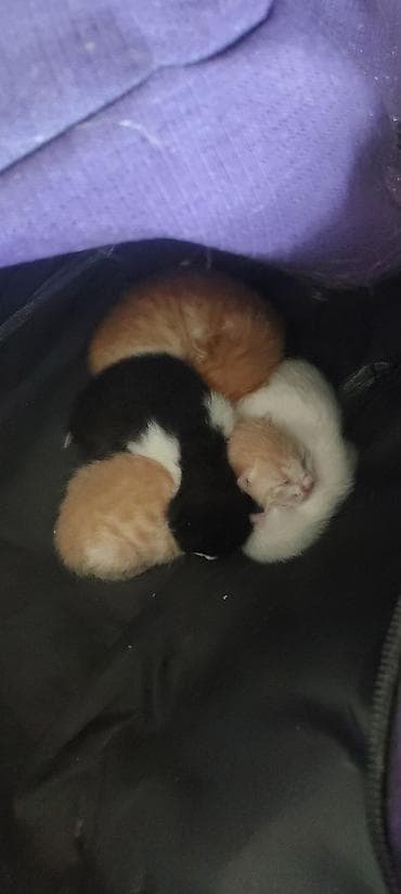 купить собаку объявления: В добрые руки, Самовывоз — 2