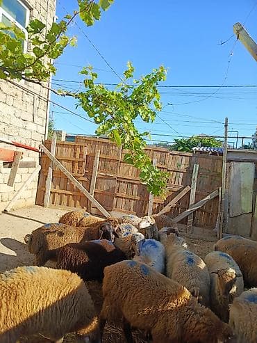 malta it: Hamisi erkeydi qurban kesmeye etdiye yararlidi — 2
