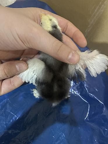 cucelerin satisi: Salam. Təmiz qan bramo cücələridir. 1 həftəni keçib mayalı yem ve — 5