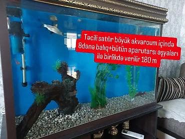 it satisi 2020: Böyük akvarium.icində 8 dənə balıq və bütün aksesuarlariyla birgə 180 — 2