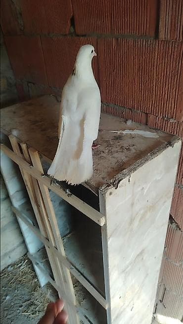 Zireli erkey meydin tutmusam ayaqinda uzuy var uzuyde yiyesinin nom