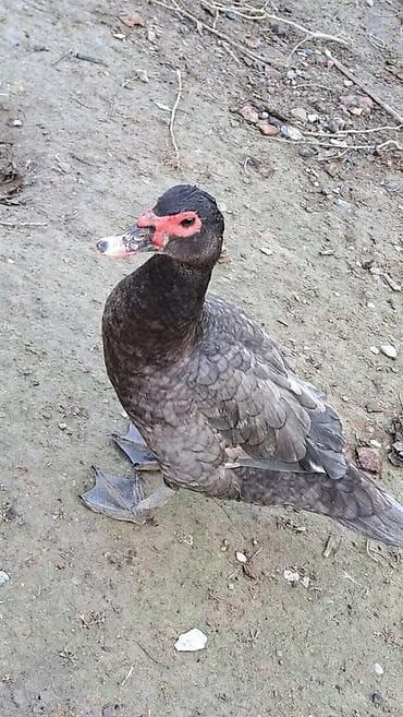 lal ordeklər: Dişi, | Macar, Damazlıq, Pulsuz çatdırılma — 4