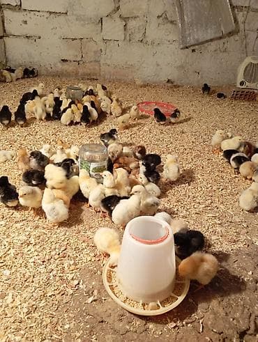 broyler toyuqları: Toyuq cücələri, Ətlik — 3