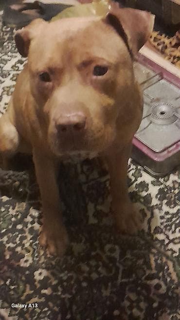 pitbull tap az: Pitbul — 2