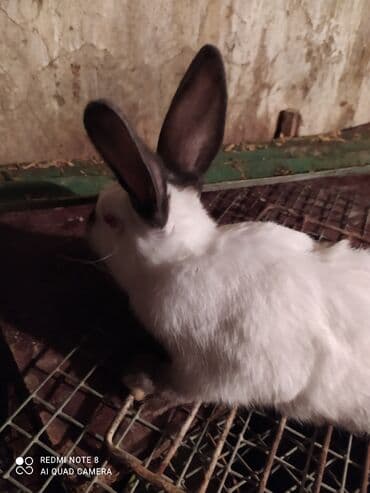 xacmaz heyvan bazari: Kalfor dovwanlar damazlig 🇦🇿 isdeyen olsa whatcapa yazsin — 3