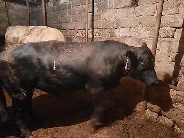 cins inəklərin satışı: Ikdene super cins erkek dana tam saglamdilar saxlamaqada superdiler — 3