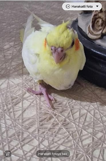 попугай корелла: Nymph paraket (cockatiel) – sarı-ağ rəng çaları, yanaqlarda narıncı — 1