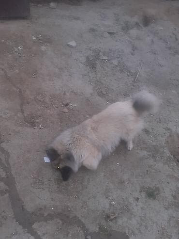 İt – tüklü, iri ölçülü gözətçi tipli - Cins: iri, tüklü, qara-qumral — 3