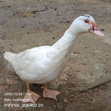 Mal-qara: Satilir təmiz heyvanlardi — 7