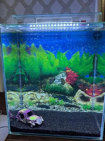 K/t heyvanları və malları: Salam istənilən ölçüdə akvarium və terariumlar yığıram nömrədə vhatsap — 3