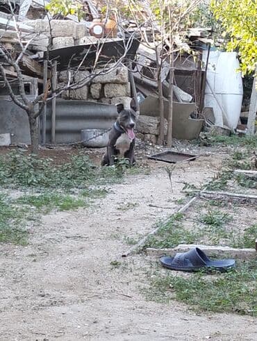 Amerikan Pitbull tipli (qısa tük, atletik bədənli) it. - Rəng: boz