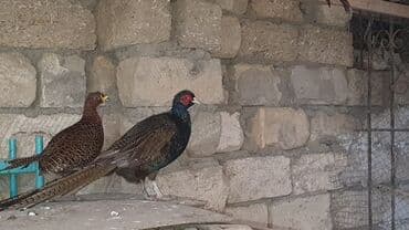 Колье: Məhsul: Qırmızı üzlü, uzun quyruqlu cüt fazan (erkək və dişi) Təsvir — 1