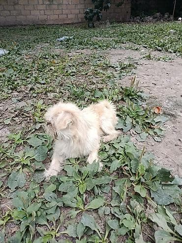 cins heyvanlar: Pekines, 1 il, Erkek, Ünvandan götürmə — 2