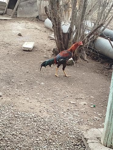 Digər heyvanlar: Məhsul: xoruz heyrati Fikri ciddi şəxslər əlaqə saxlasın Təsvir: - — 1