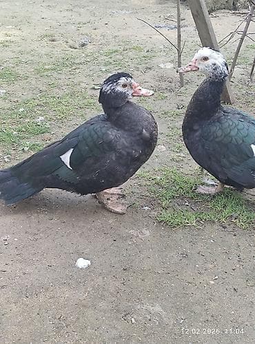 ördək qiyməti: Zümrüdü lal ördək,biri ərkey biri dişidi.7 ayliqdi.Ev heyvaniditam — 7