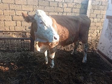 simmental inək cinsi: Salam hər cür mal var sagmal boğaz balamı qiymətlər fərqlidir isdiyen — 4