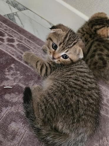 pisik sekilleri: Şotland yastı qulaq, Erkək, Dişi, Yaxşı əllərə, Ünvandan götürmə, Pulsuz çatdırılma, Ödənişli çatdırılma — 4