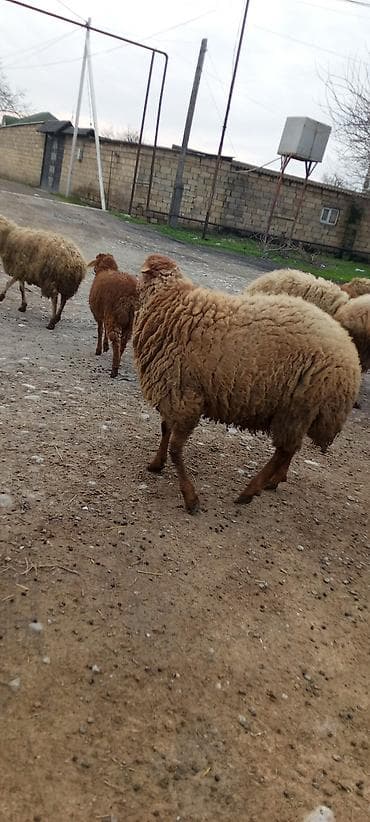 Digər heyvanlar: Qoyun sürüsü satılır - Cins: yerli yağlı quyruq (qonur-açıq qəhvəyi — 2