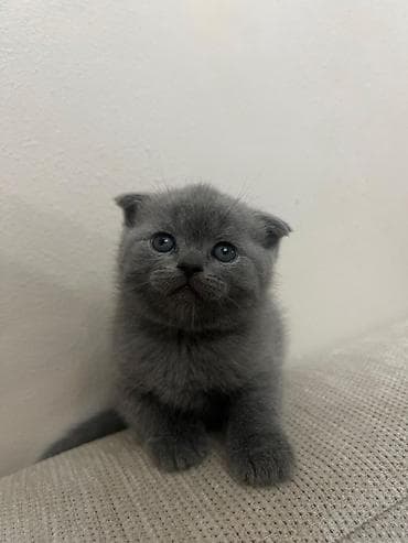 sani kecisi: Britan — 3