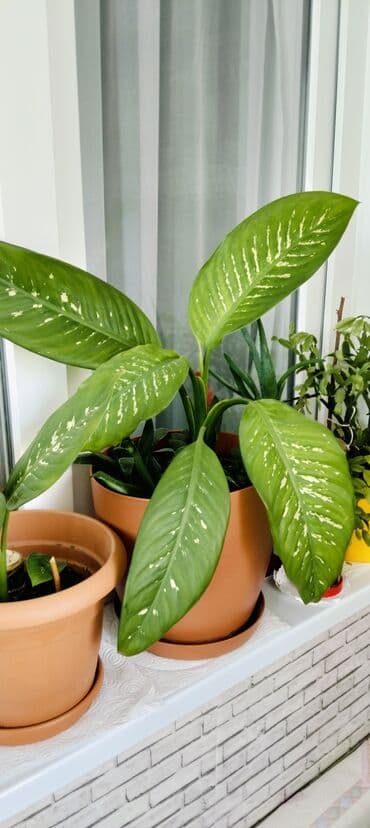 diffenbaxiya gülü haqqında məlumat: Diffenbaxiya — 1