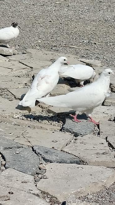 goyercin berde type 0: Salam quslar hamsi tutulub içlərində yorgun tutulanda var denizden — 2