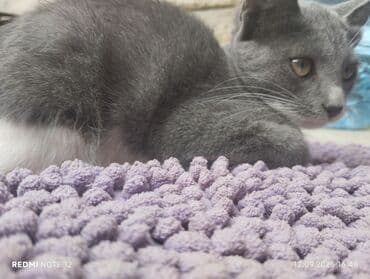 русская голубая кошка баку: Boz-ağ rəngli gözəl ev pişiyi - Rəng: tünd boz (bürünc tonlu) üstü — 2