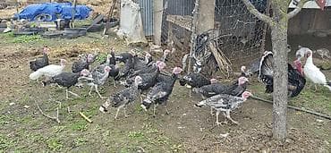 ev qusu: Məhsul: Türki (hind toyuğu) sürüsü Təsvir: - Fotoşəkillərdə göründüyü — 8
