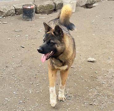 Akvariumlar: Dişi Amerikan akita 10 aylıqdı . qiyməti razılaşma yolu ilə ünvan — 1