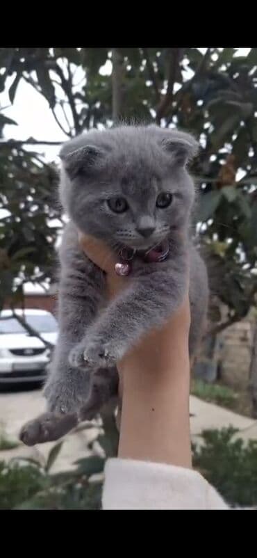 pişik daşıma qabı: 50 ile 250 arasi cins saf qan pisiklerimiz var( Silver sinsila temiz — 3