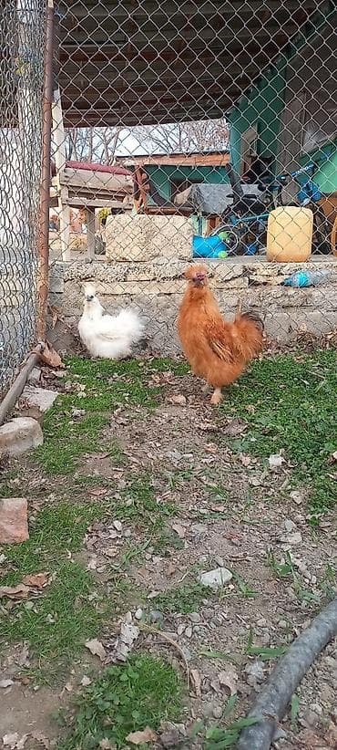 baki heyvan satisi: PonPonlar cütü 70 azn — 7