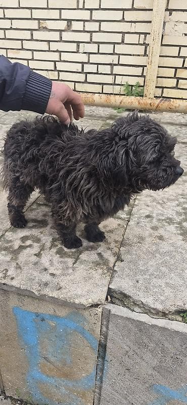 velikan dovsan: Saxlam it di saxlaya bilmirem iynesi de vurluub — 2