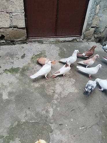 ev quşlarının satışı: Təcili satılır gəncə 18 quş 150 manat — 1