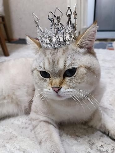 keçiler: Britan, Erkək, Yaxşı əllərə, Ünvandan götürmə, Ödənişli çatdırılma — 6