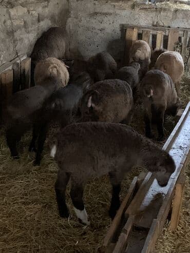 Erkək, il: 1, Damazlıq