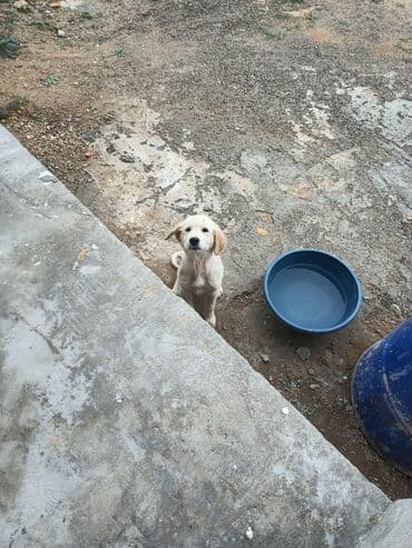 ретривер бишкек: Ретривер — 9