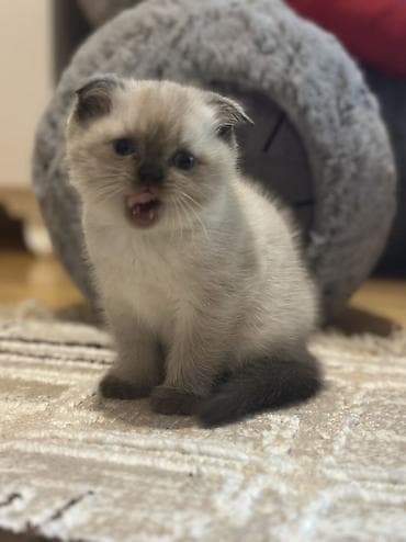 britan pisiyi: Şotland, Erkək, Dişi — 1