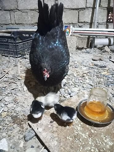hamster satisi: Toyuq, Australorp, Damazlıq, Ünvandan götürmə — 7