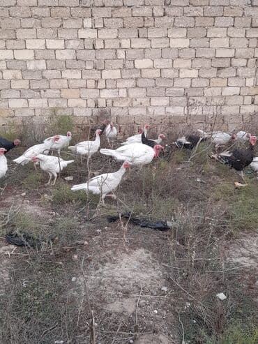 Gəmiricilər: Məhsul: Hinduşka sürüsü Təsvir:Təbi şəraitdə böyüdülmüş Ag Kanada — 4